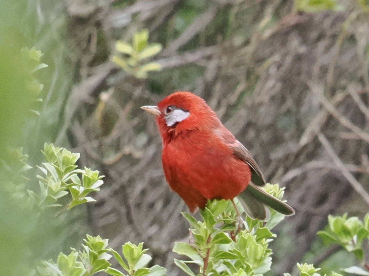 Purpurwaldsänger (rubra/rowleyi) - ML643173588