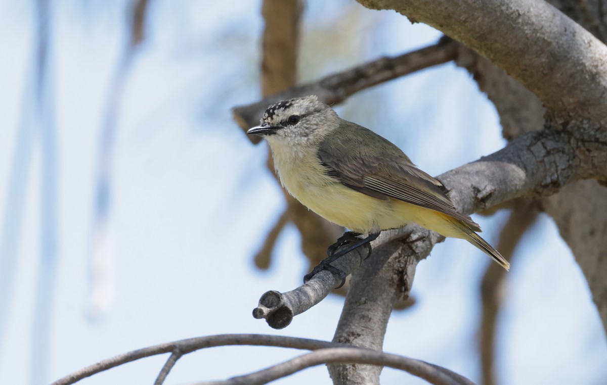 Yellow-rumped Thornbill - ML643173603