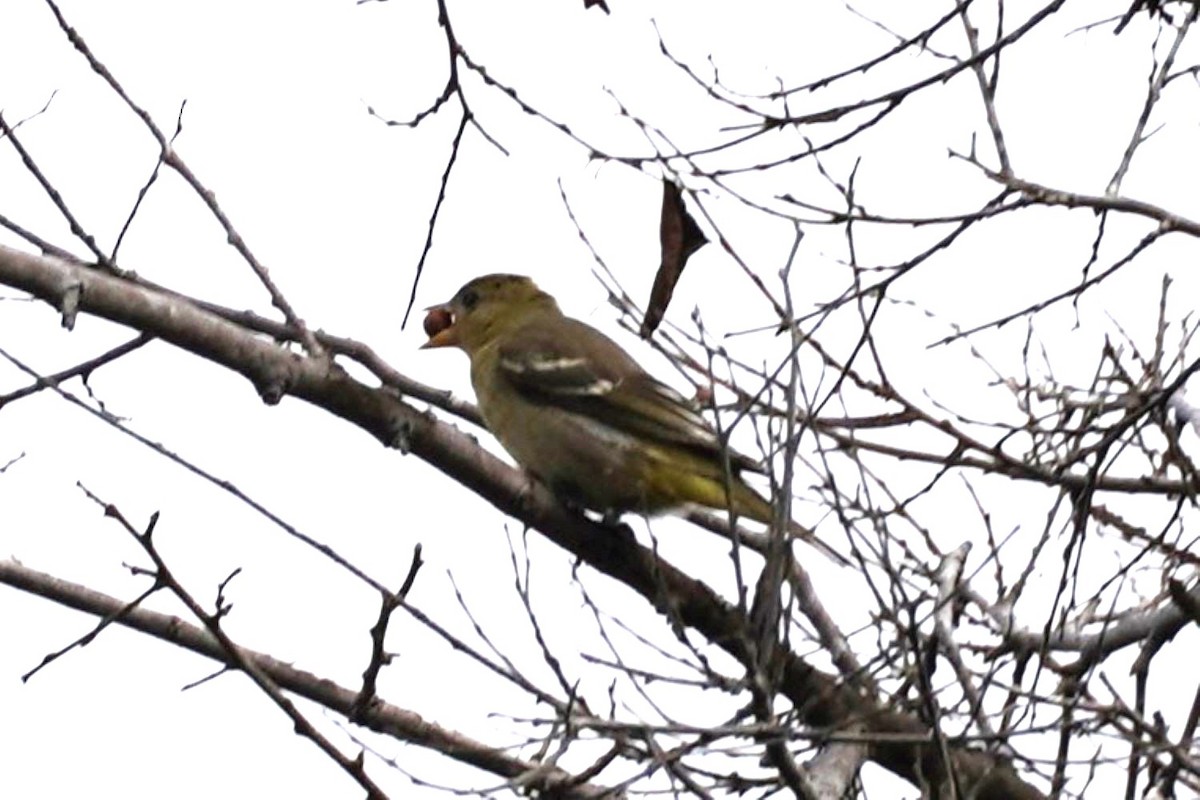 Western Tanager - ML643173620
