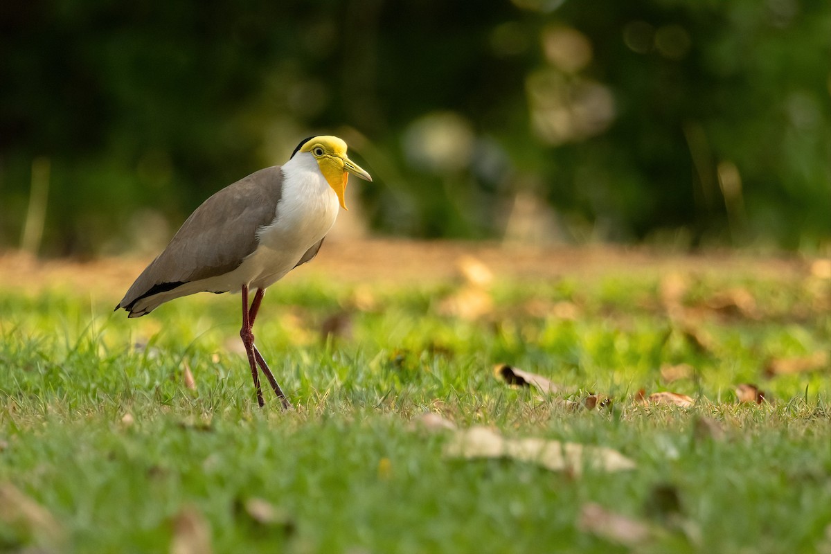 Masked Lapwing - ML643173622