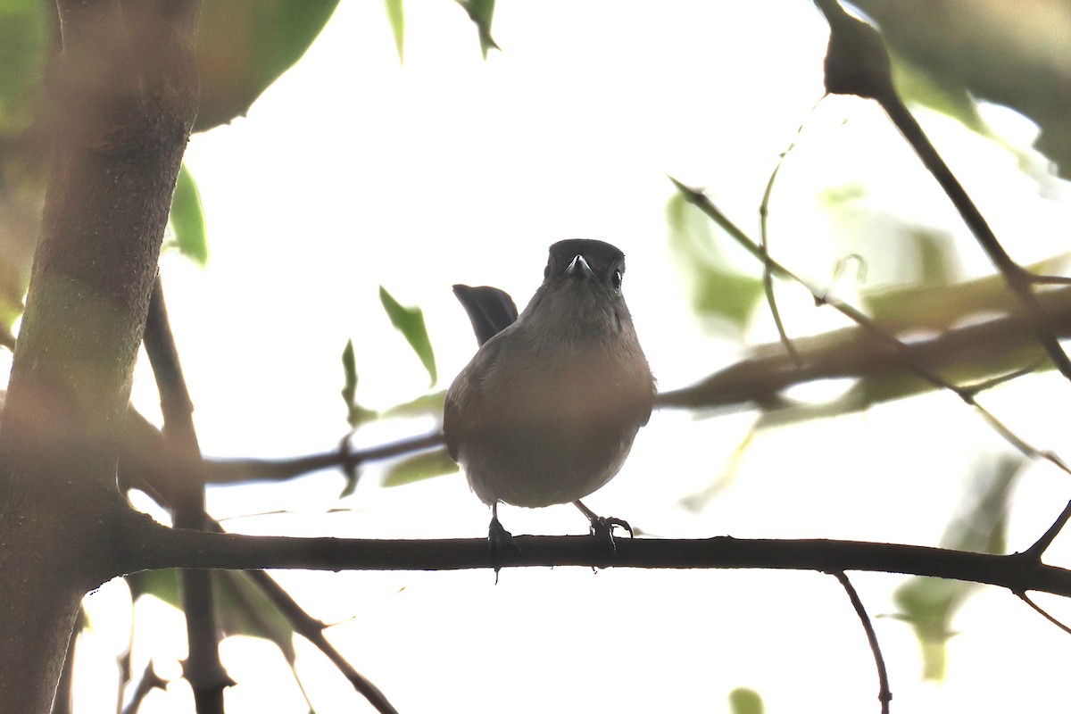 White-eyed Slaty-Flycatcher - ML643173628