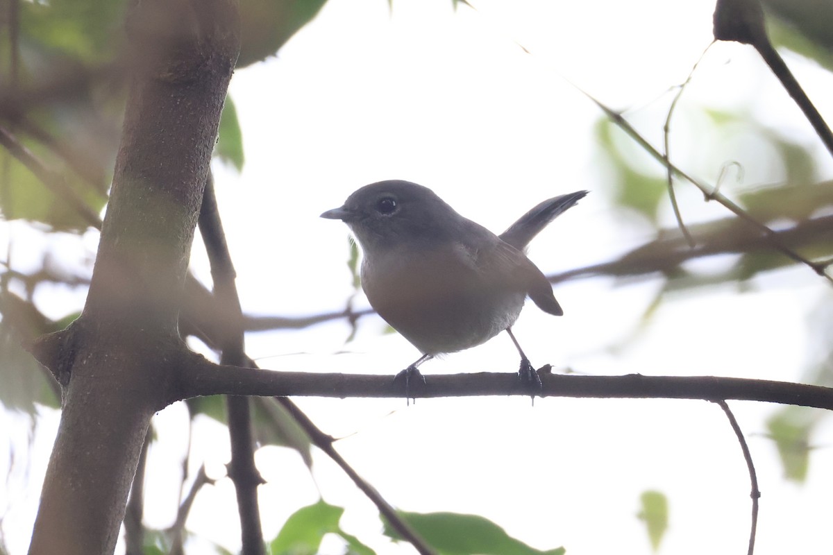 White-eyed Slaty-Flycatcher - ML643173629