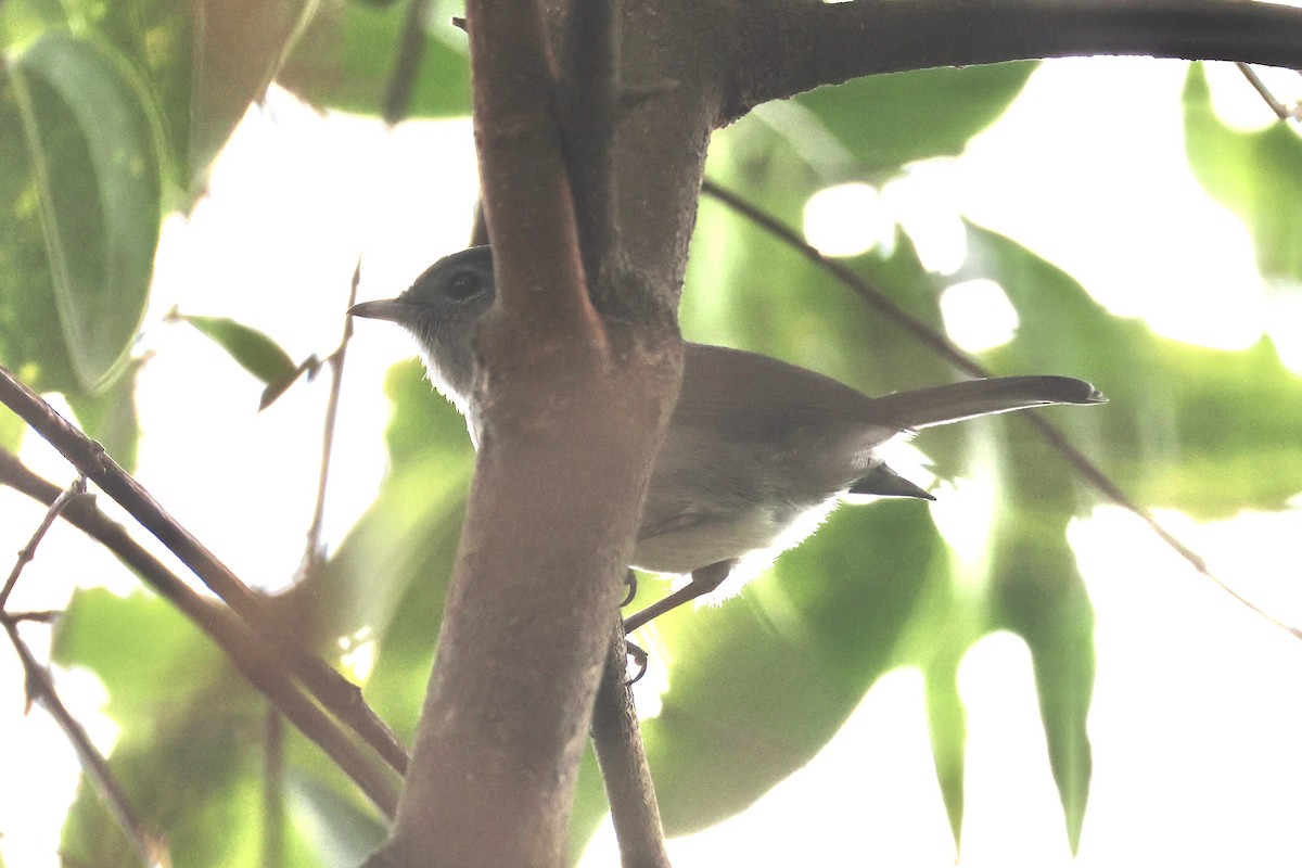 White-eyed Slaty-Flycatcher - ML643173630