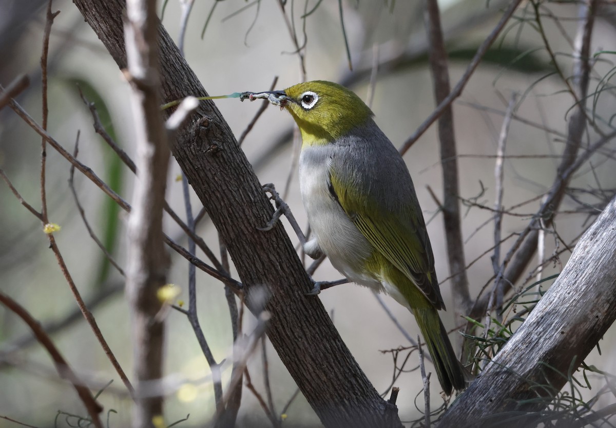 Silvereye - ML643173647