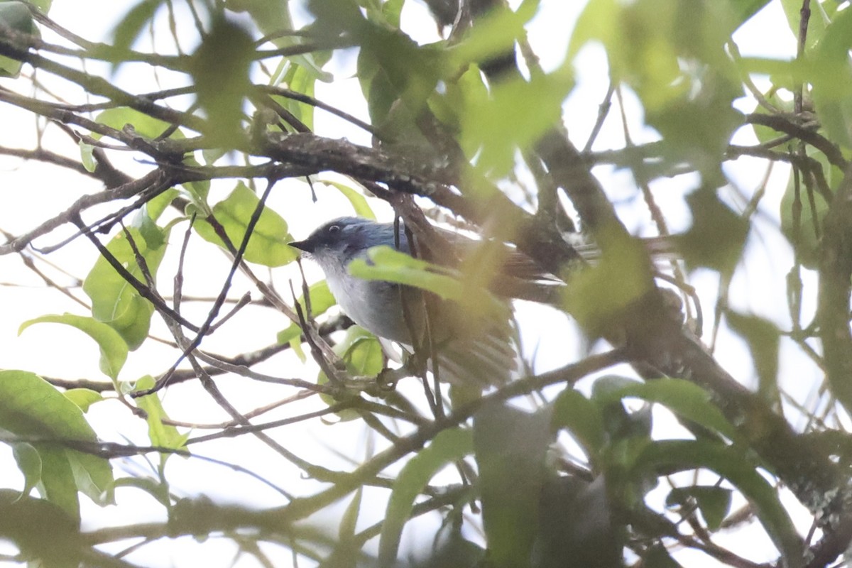 White-tailed Blue Flycatcher - ML643173649