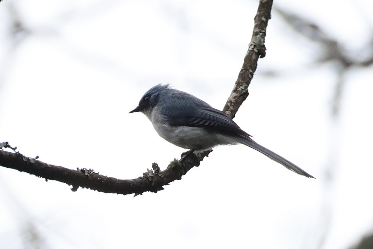 White-tailed Blue Flycatcher - ML643173650