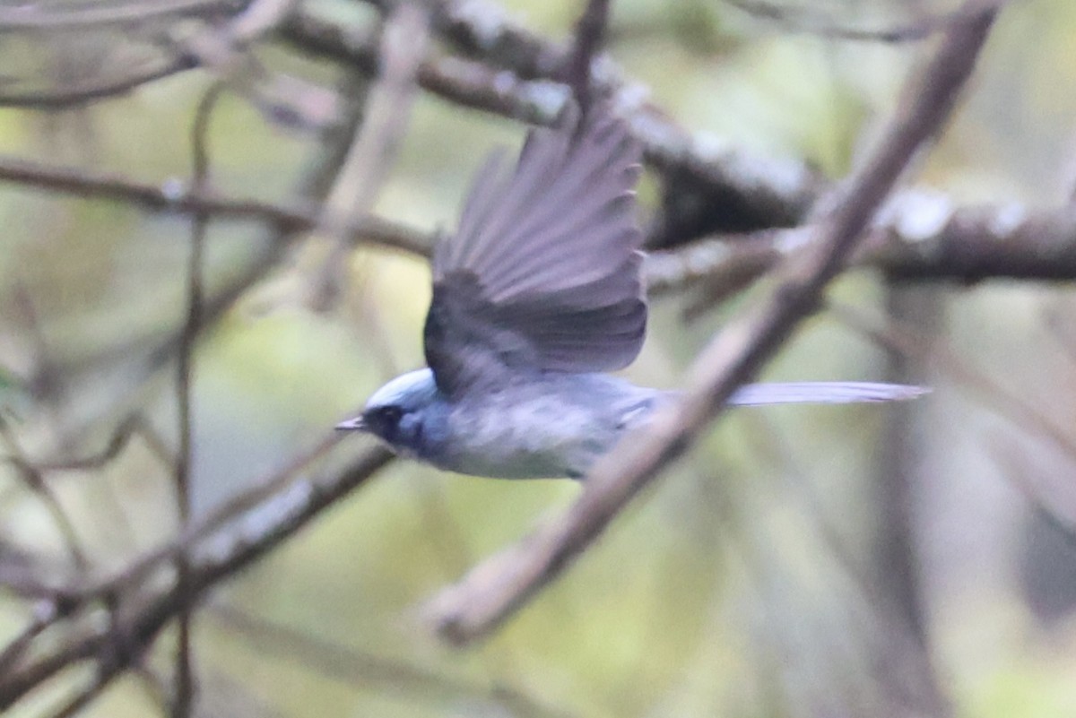 White-tailed Blue Flycatcher - ML643173651
