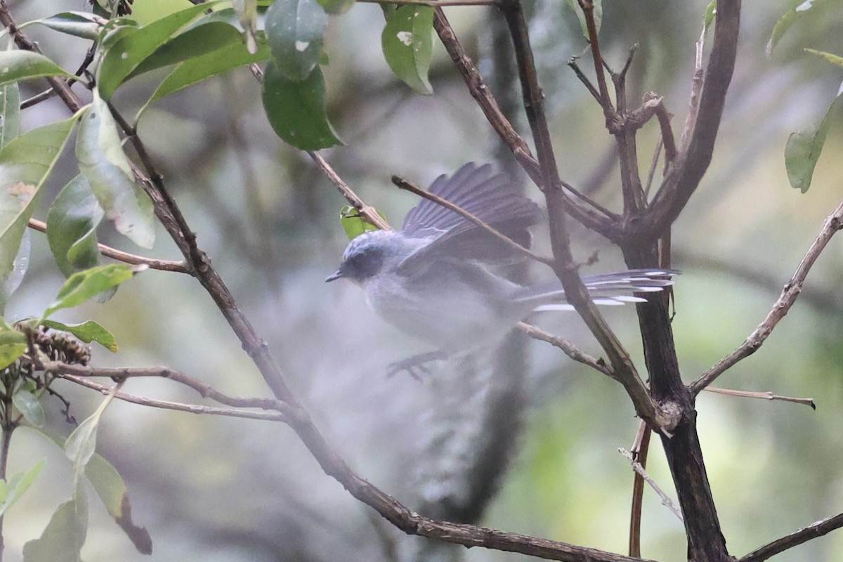 White-tailed Blue Flycatcher - ML643173652