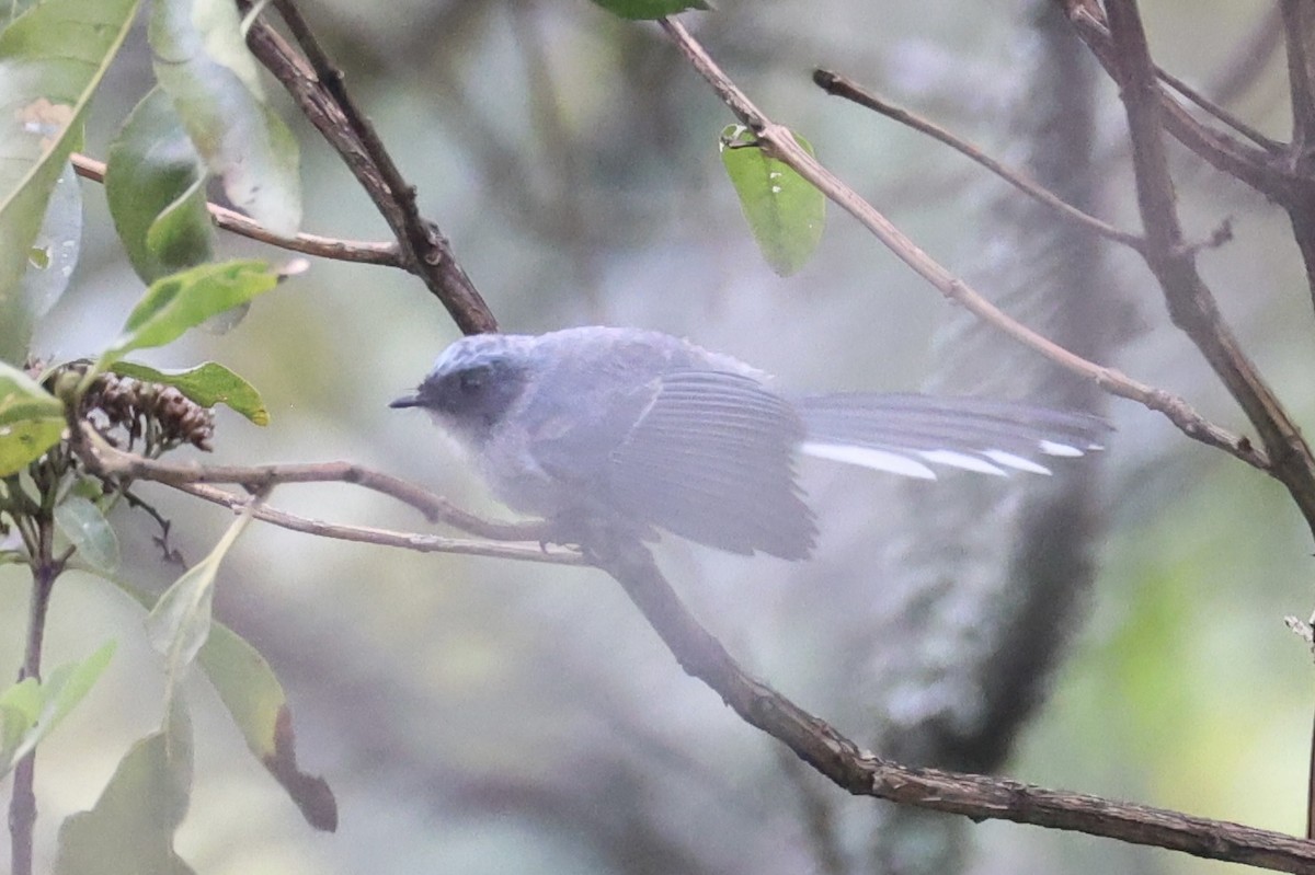 White-tailed Blue Flycatcher - ML643173653