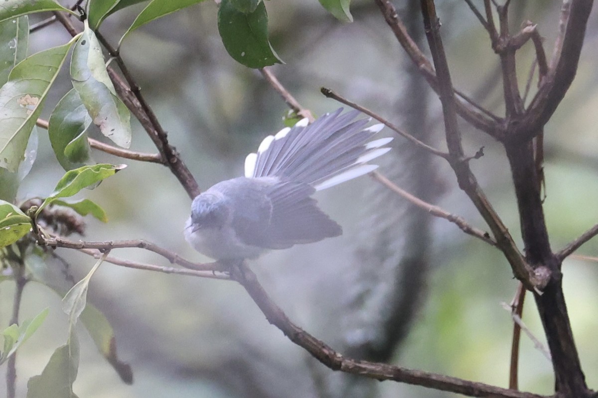 White-tailed Blue Flycatcher - ML643173654