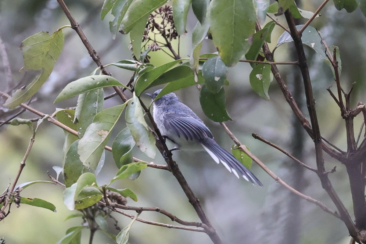 White-tailed Blue Flycatcher - ML643173655