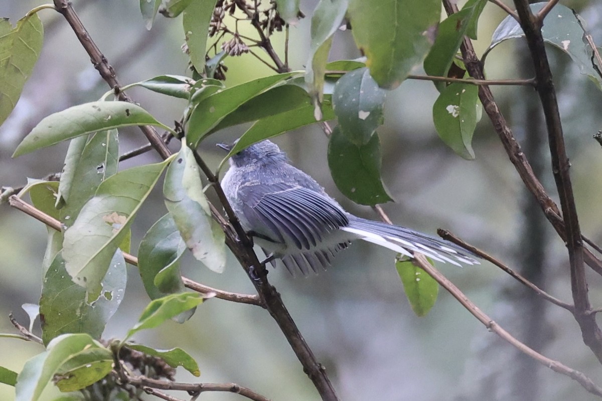 White-tailed Blue Flycatcher - ML643173656