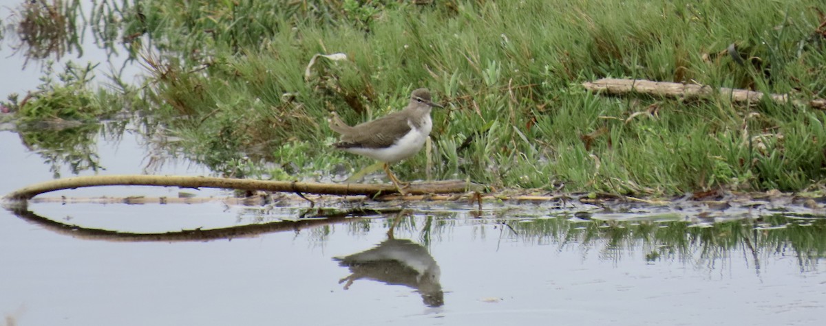 Spotted Sandpiper - ML643173676
