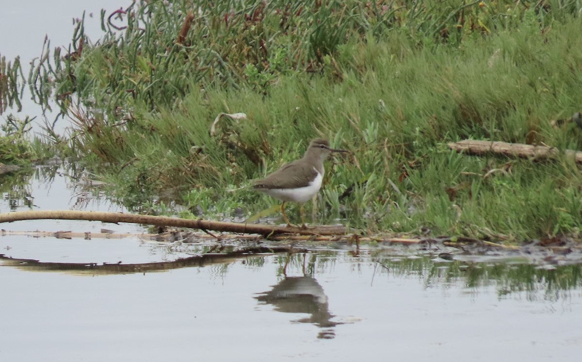 Spotted Sandpiper - ML643173677