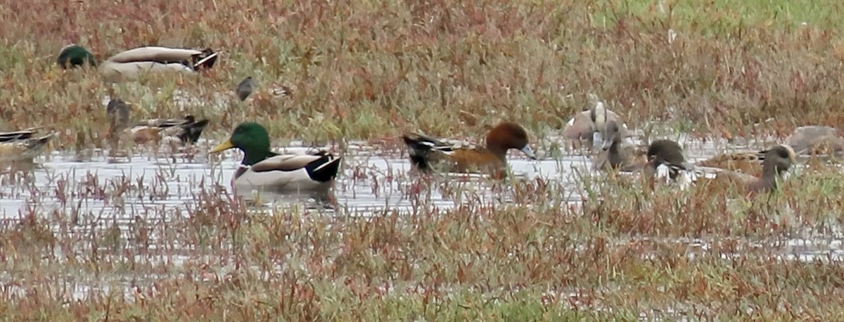 Eurasian Wigeon - ML643173680