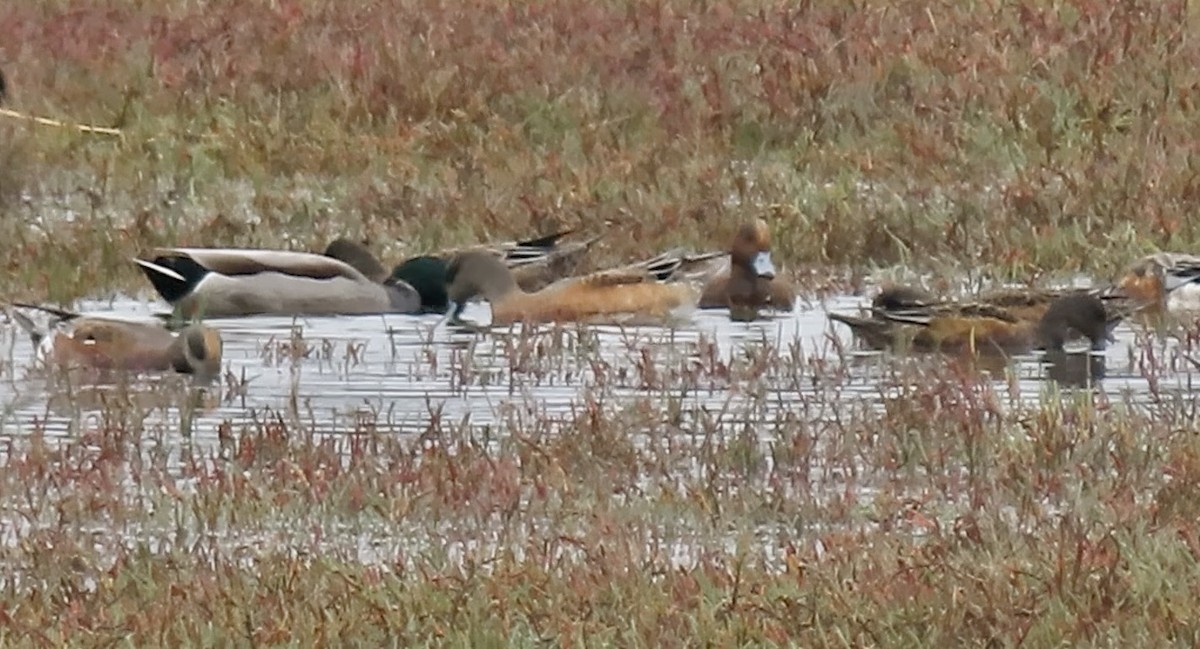 Eurasian Wigeon - ML643173681