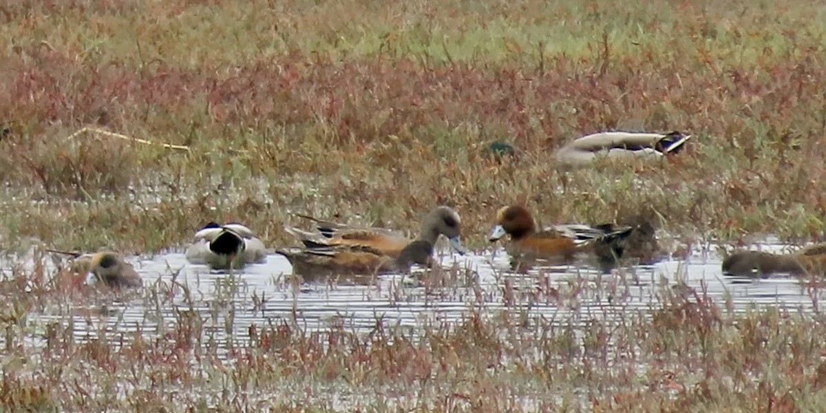 Eurasian Wigeon - ML643173682