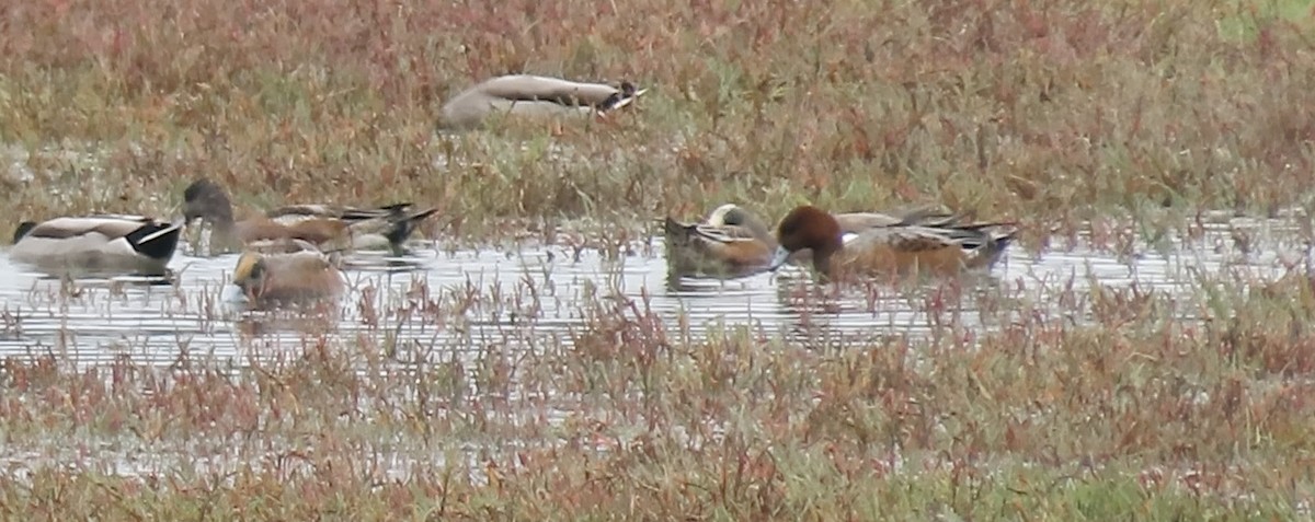 Eurasian Wigeon - ML643173686