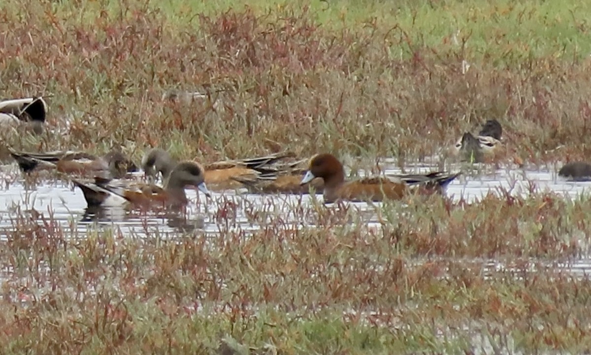 Eurasian Wigeon - ML643173687