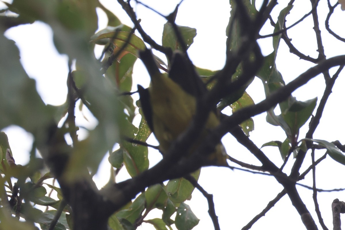 Green White-eye - ML643173688