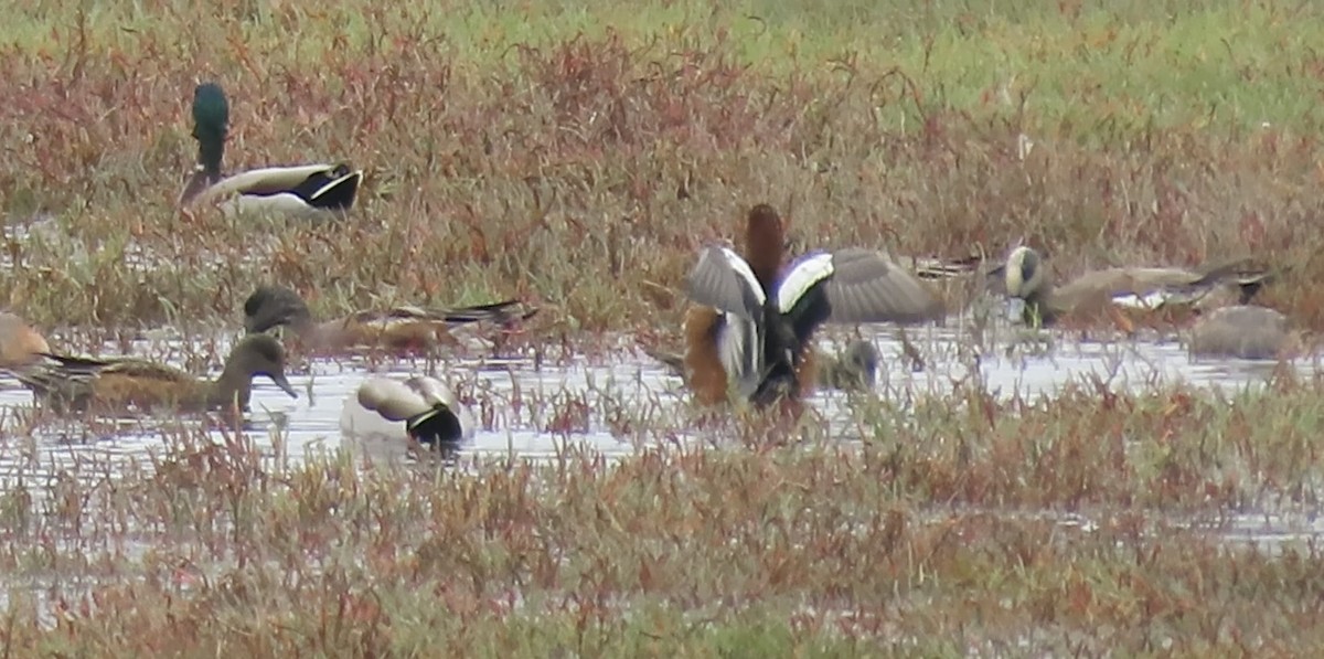 Eurasian Wigeon - ML643173690