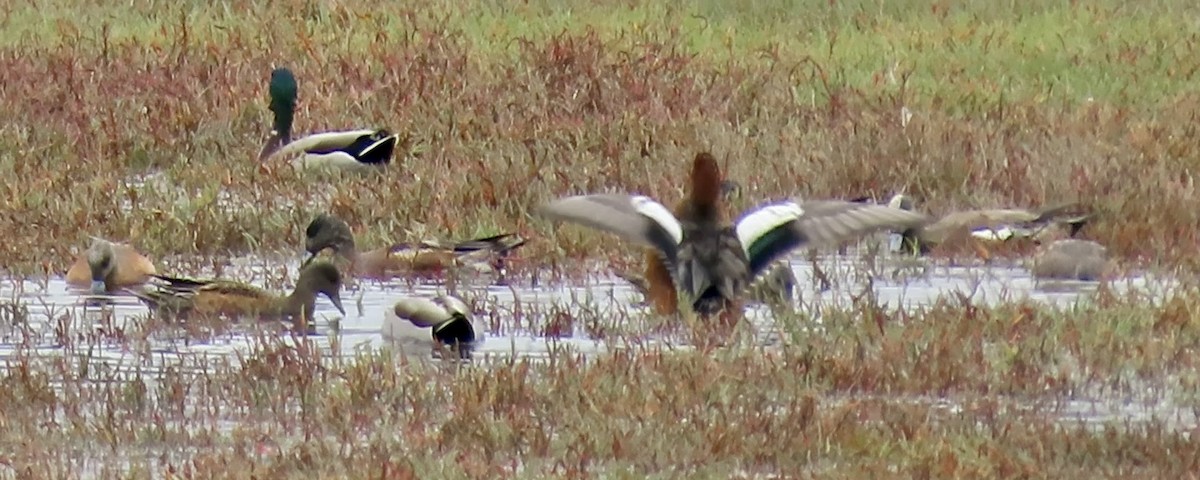 Eurasian Wigeon - ML643173692