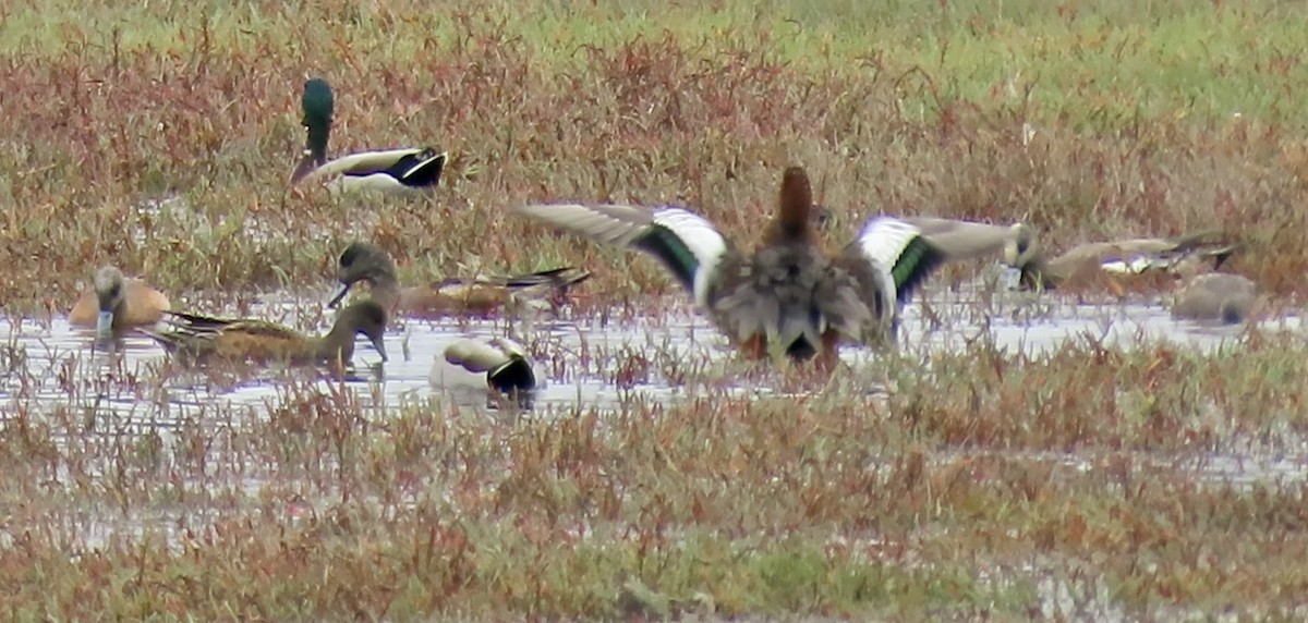 Eurasian Wigeon - ML643173695