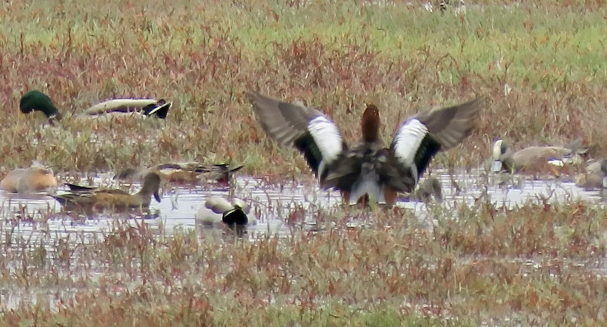 Eurasian Wigeon - ML643173696
