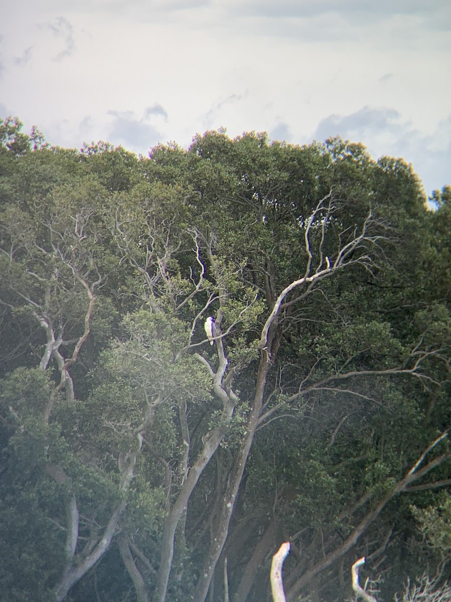 White-bellied Sea-Eagle - ML643173700