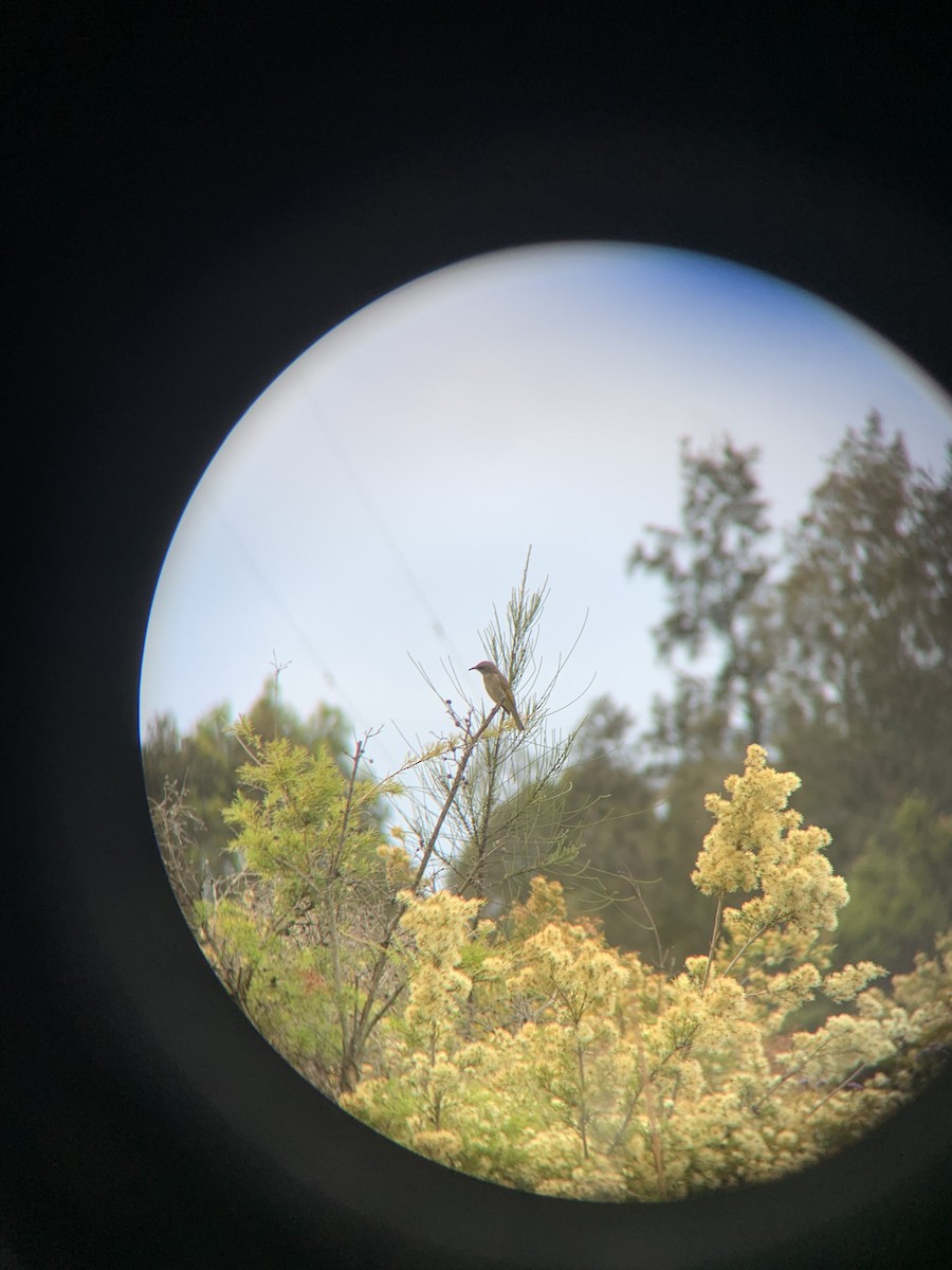 Brown Honeyeater - ML643173704