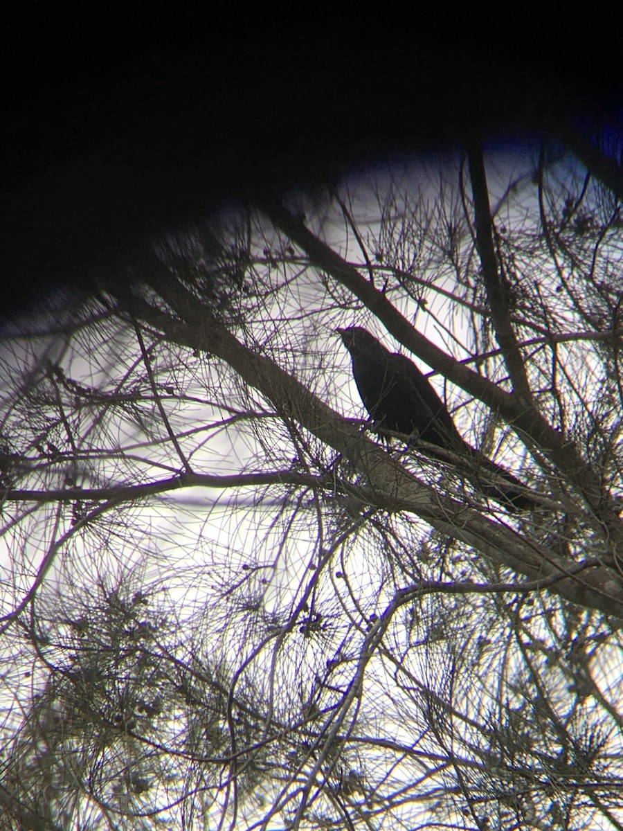 Pacific Koel - ML643173710