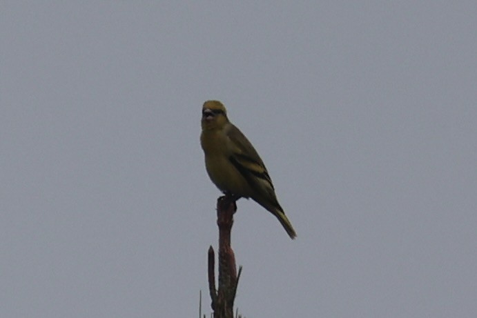 Yellow-crowned Canary - ML643173713