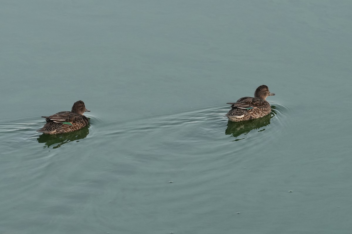 Green-winged Teal (Eurasian) - ML643173722