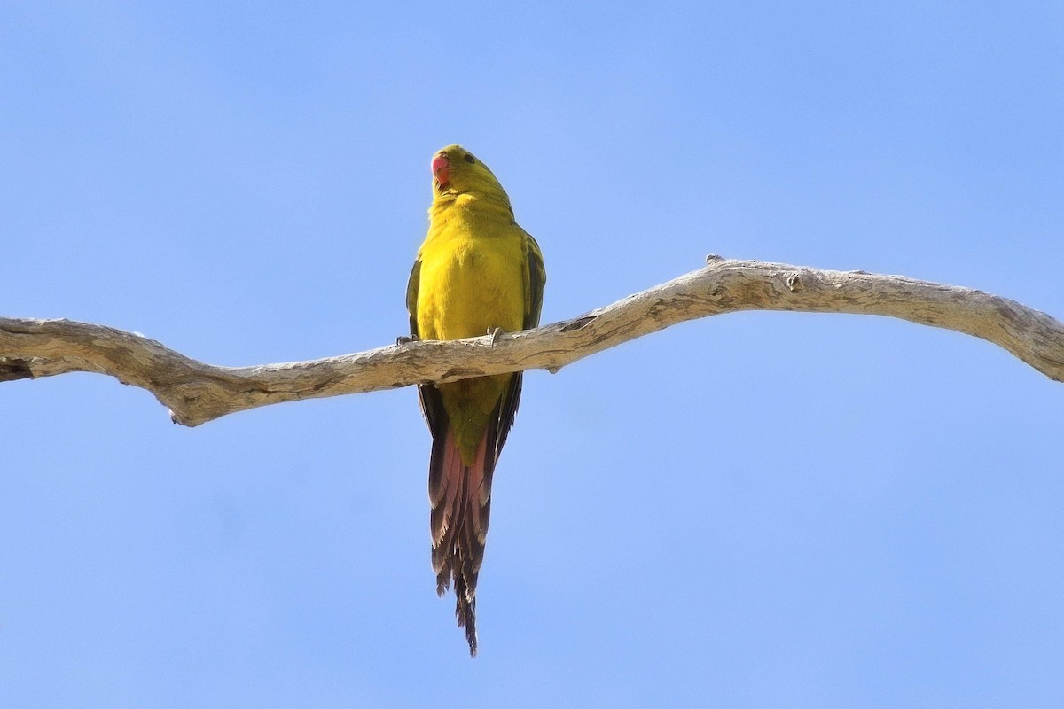 Regent Parrot - ML643173723
