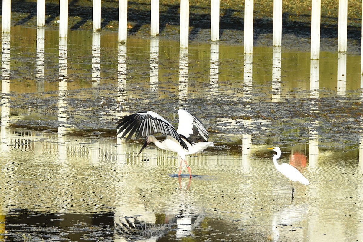 Oriental Stork - ML643173725