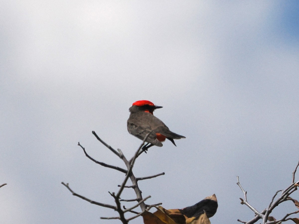 Vermilion Flycatcher (Northern) - ML643173748