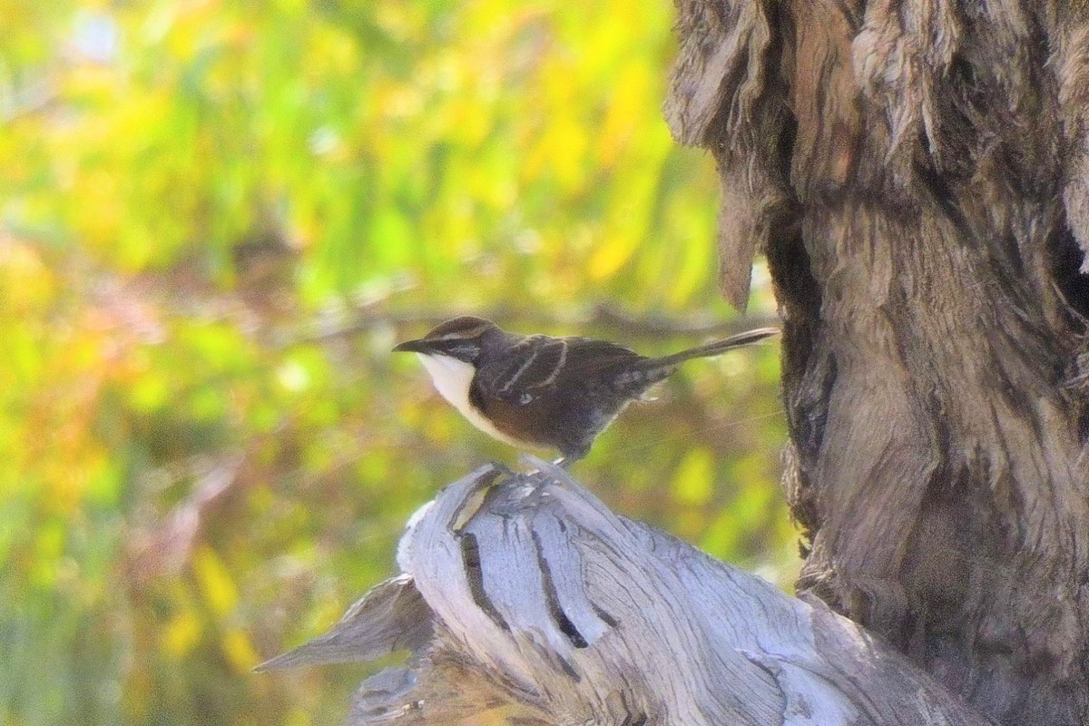 Chestnut-crowned Babbler - ML643173750