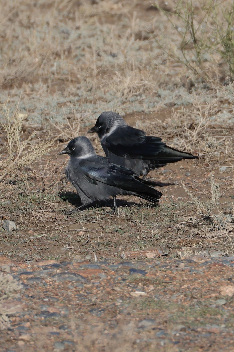 Küçük Karga - ML643173752