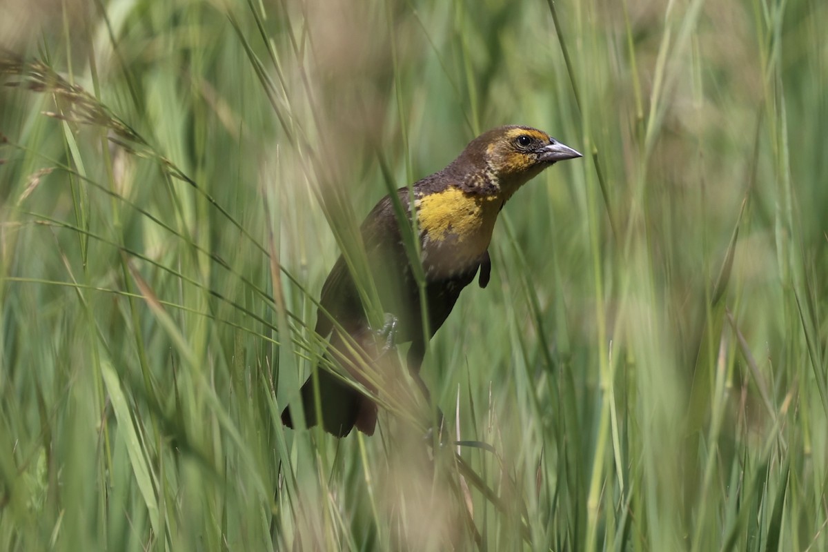 Tordo Cabeciamarillo - ML643173753