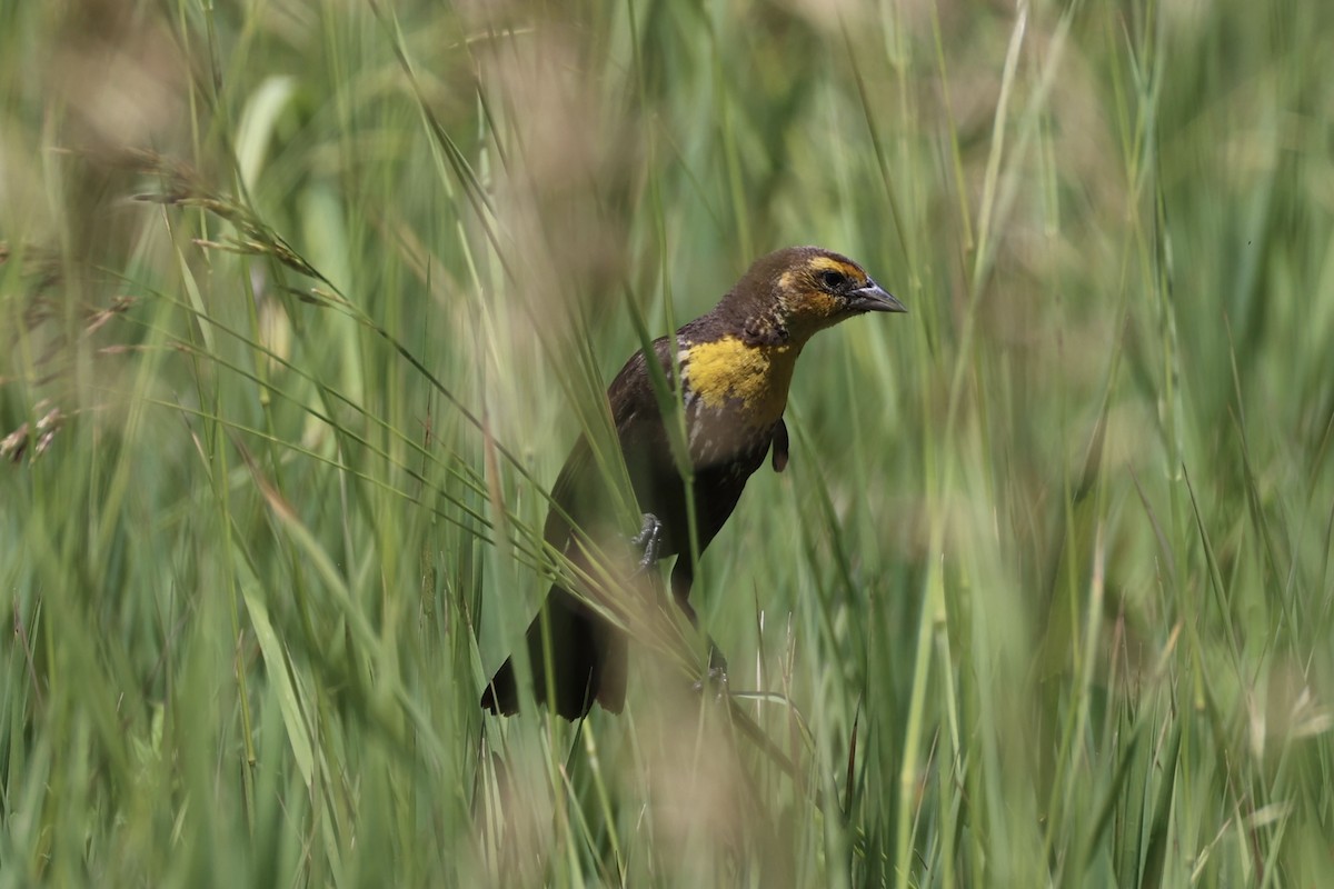 Tordo Cabeciamarillo - ML643173755
