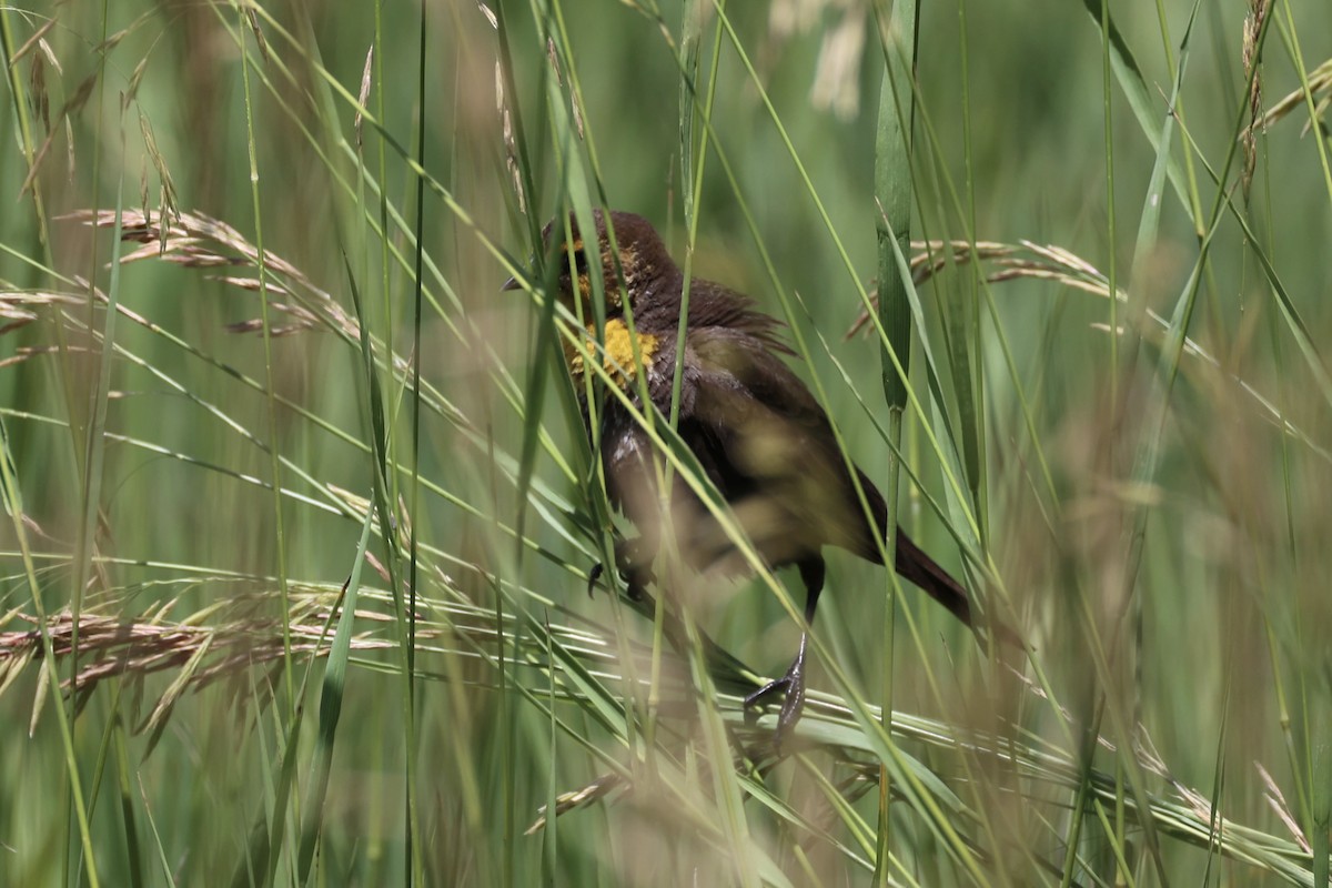 Tordo Cabeciamarillo - ML643173757
