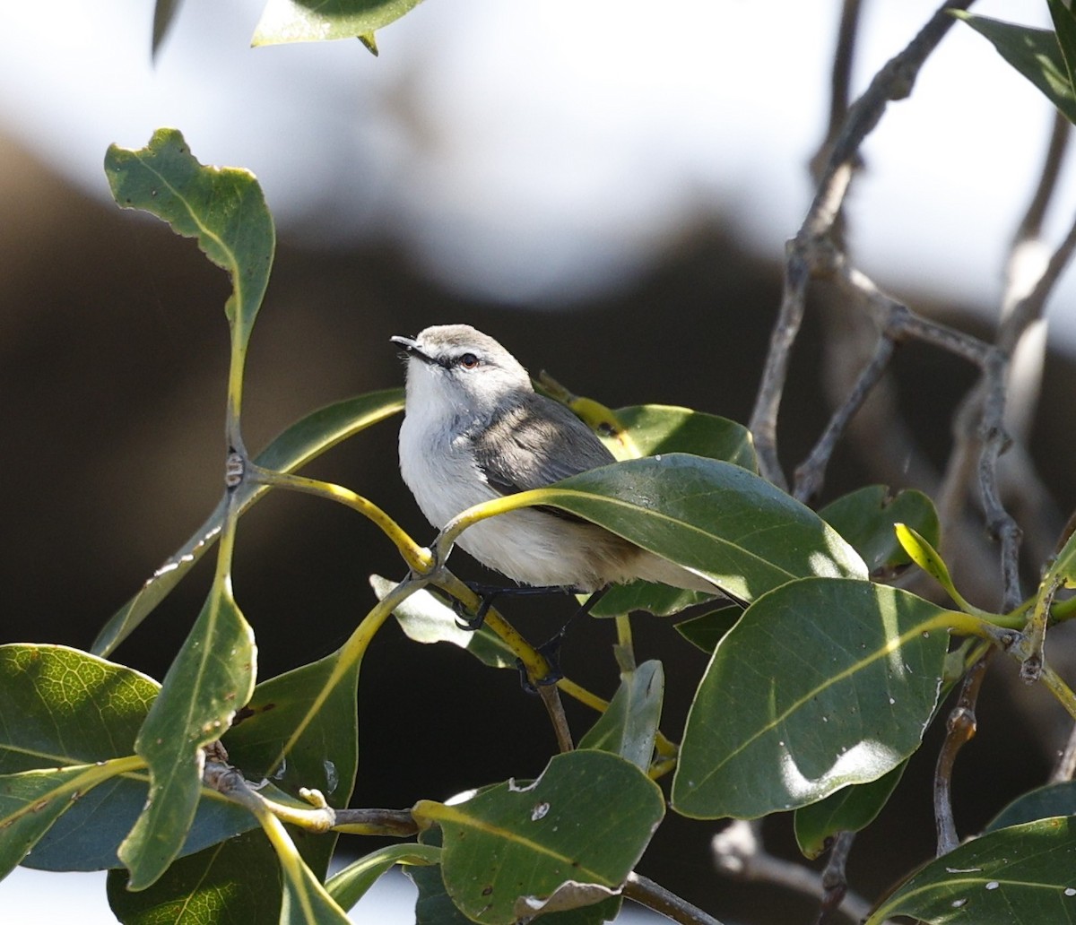 Mangrove Gerygone - ML643173773