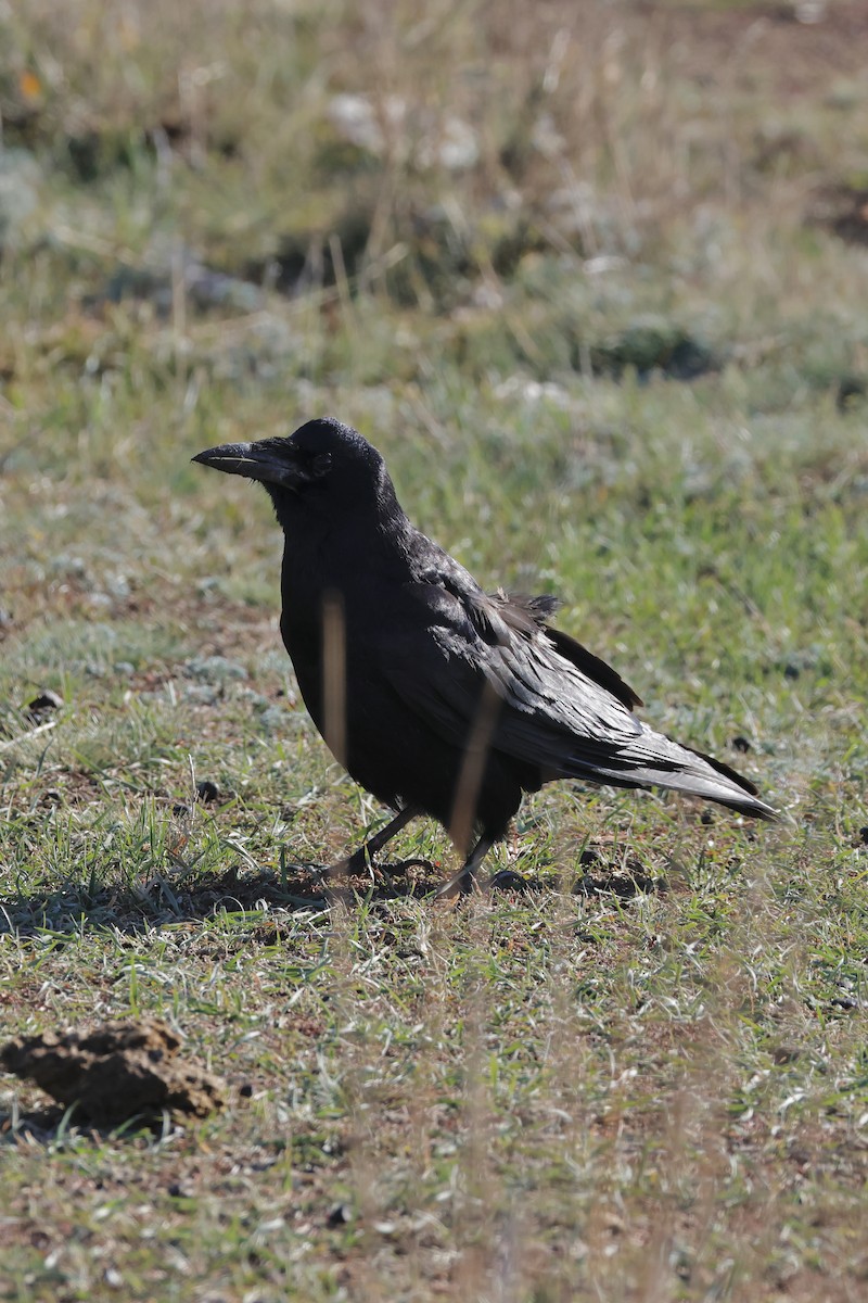 Rook - ML643173774