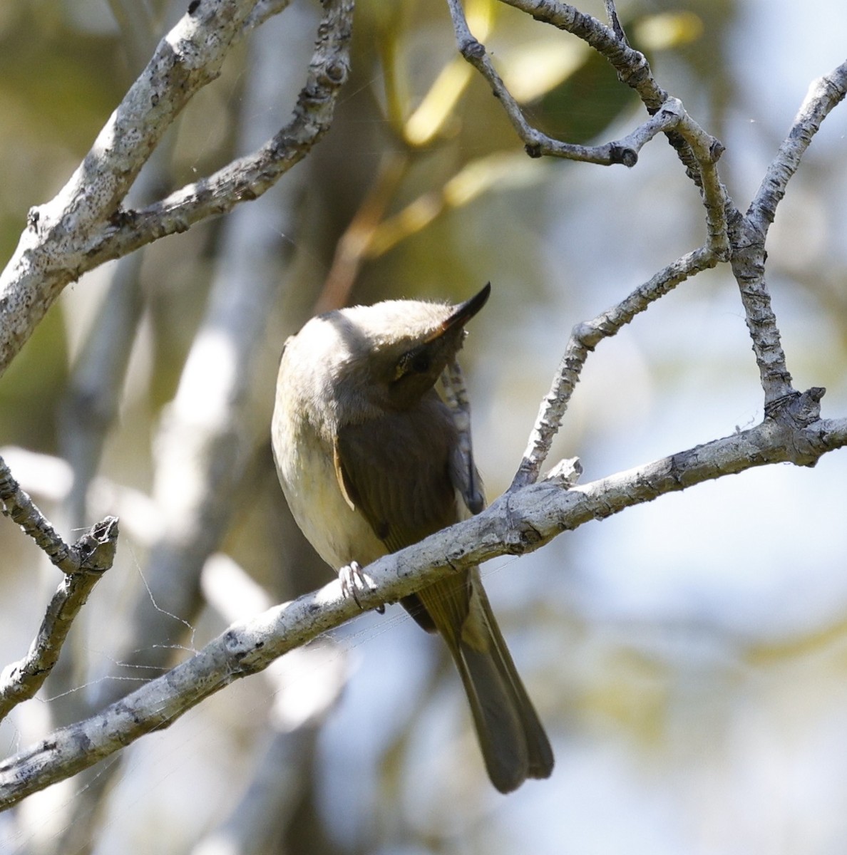 Brown Honeyeater - ML643173779