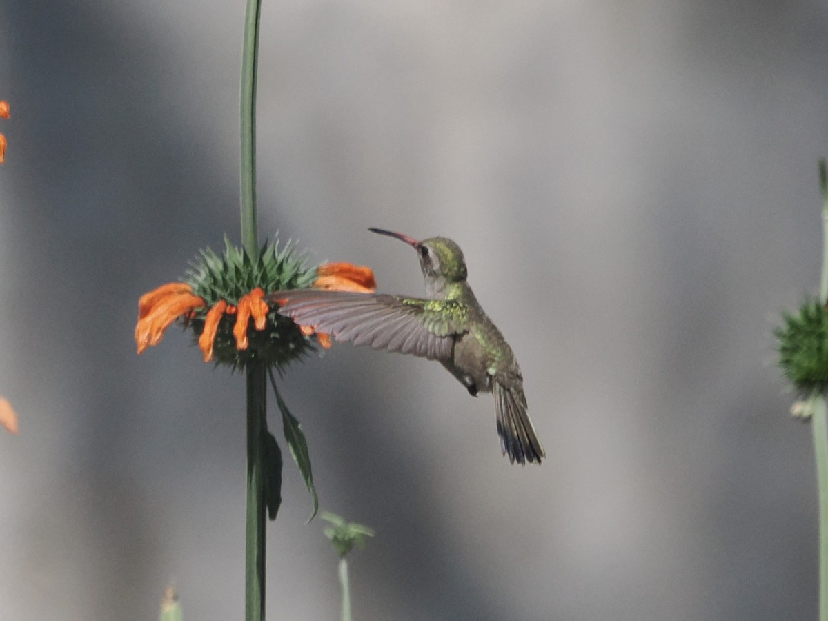 Dusky Hummingbird - ML643173802