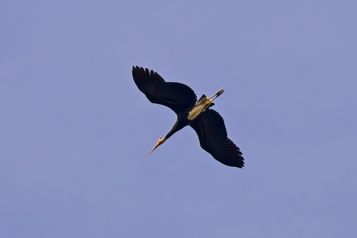Storm's Stork - ML643173812