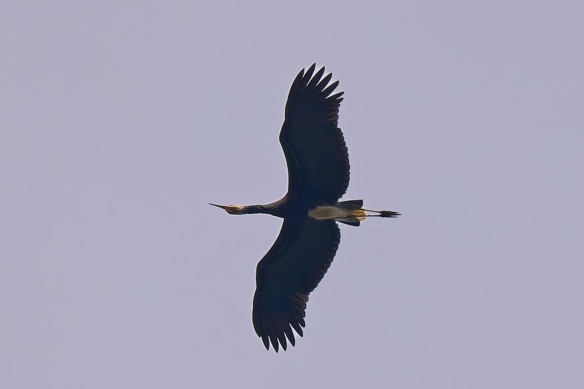 Storm's Stork - ML643173813