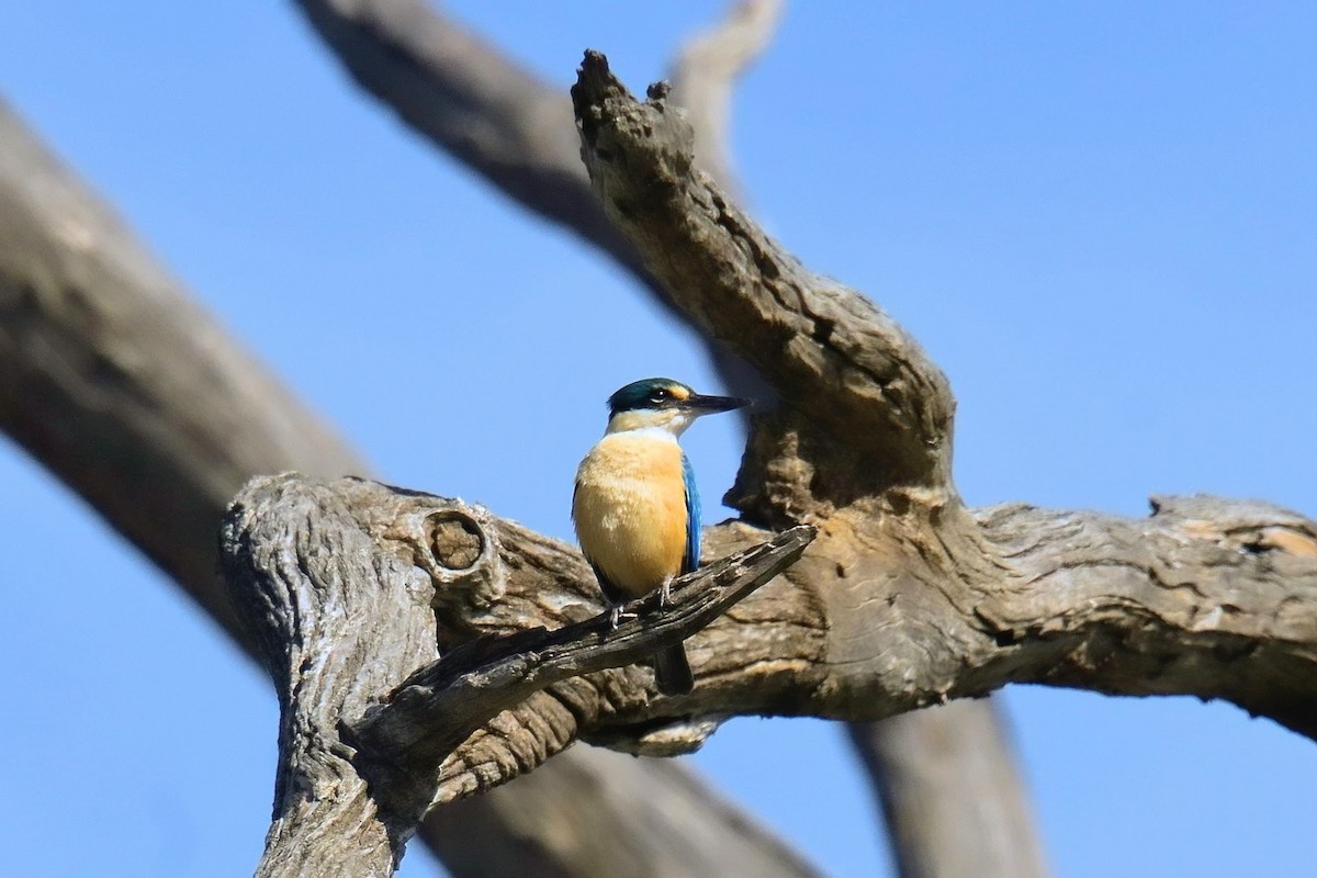 Sacred Kingfisher - ML643173814
