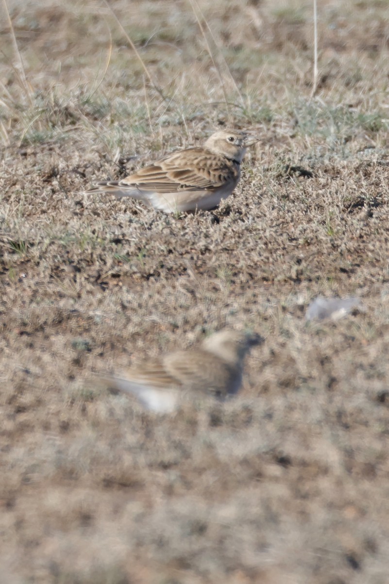 Calandra Lark - ML643173819