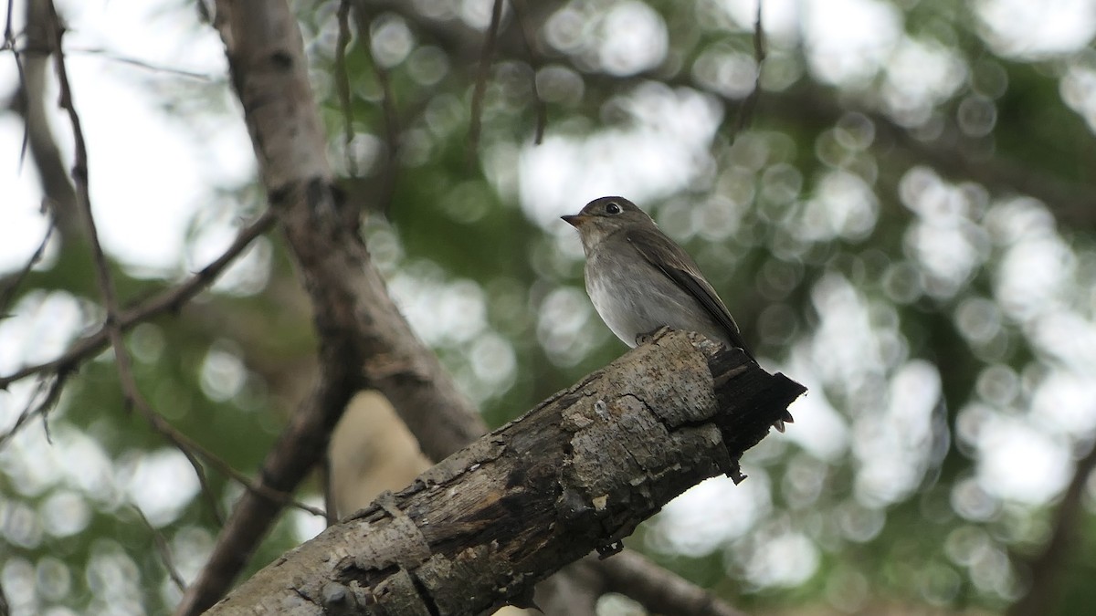 Asian Brown Flycatcher - ML643173828